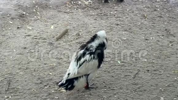 黑白野鸭在动物园里清理翅膀和羽毛视频的预览图