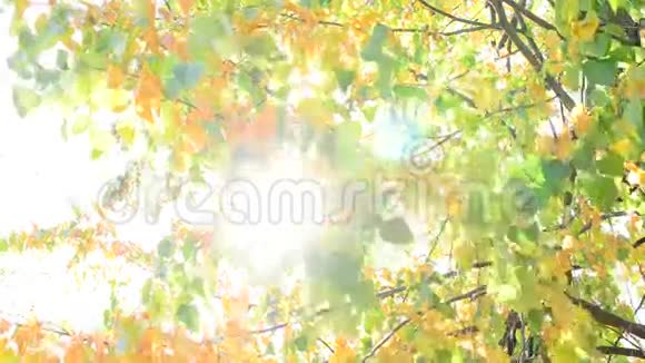 阳光透过青柠树的黄绿色叶子视频的预览图
