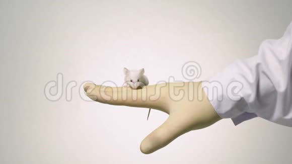 科学家手臂上抱着一只白色的实验室老鼠视频的预览图