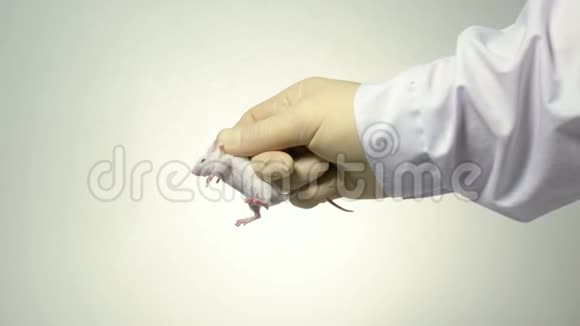 科学家手臂上抱着一只白色的实验室老鼠视频的预览图
