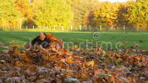 可爱的黑狗从一堆树叶中跳出来视频的预览图