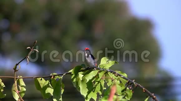 猩红背花啄木鸟坐在树枝上视频的预览图