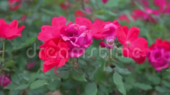红玫瑰蔷薇花林视频的预览图