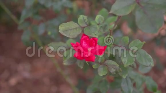 红玫瑰蔷薇花林视频的预览图