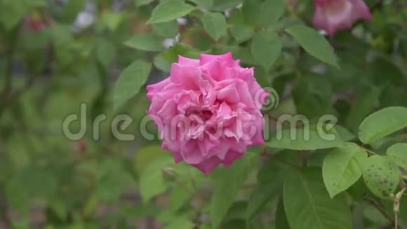 粉红玫瑰蔷薇花林视频的预览图