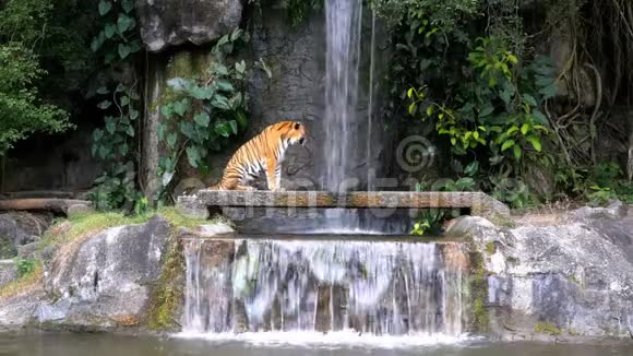 老虎坐在瀑布附近的岩石上泰国视频的预览图