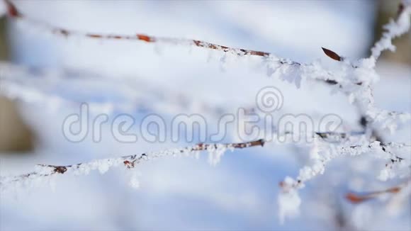冬季结霜的裸树枝视频的预览图