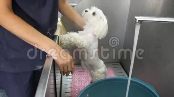 专业的美容师到美容院为动物冲洗喷射从淋浴后游泳的小狗视频的预览图