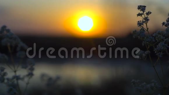日落时分蚊子在河边睡觉视频的预览图
