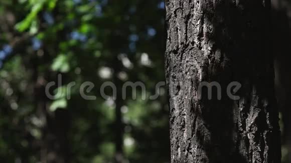 树干上带着阳光的刺眼太阳能光片视频的预览图
