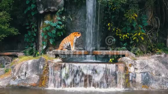 老虎坐在瀑布附近的岩石上泰国视频的预览图