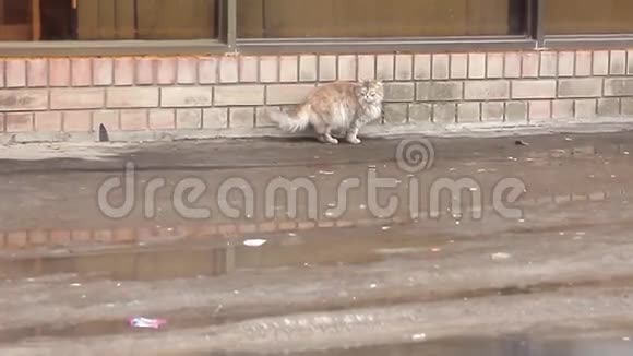 市街上一只漂亮的脏猫视频的预览图