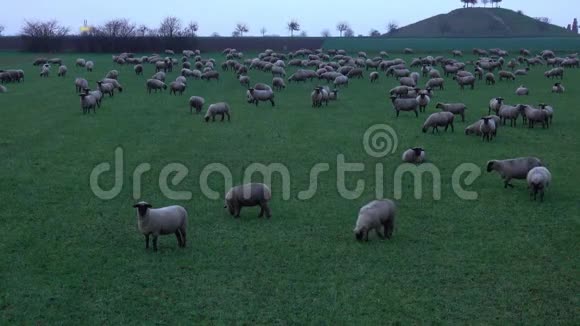 这群羔羊在汉诺威市郊区的一片草地上放牧视频的预览图