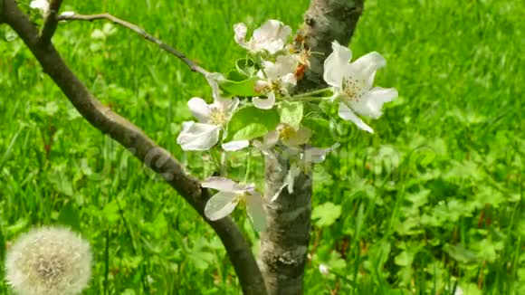 背景开花的苹果树视频的预览图