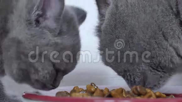 小猫吃小盘子里的宠物食品视频的预览图
