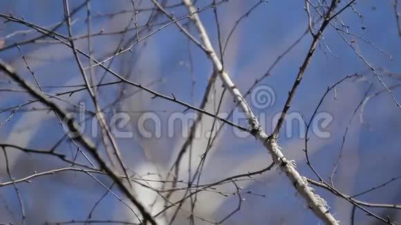 春天的桦树视频的预览图