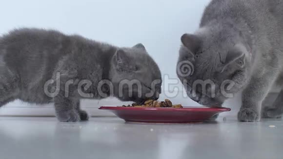 小猫吃小盘子里的宠物食品视频的预览图
