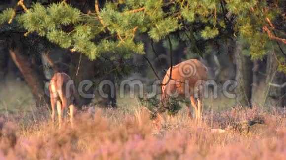 红鹿在吃草视频的预览图