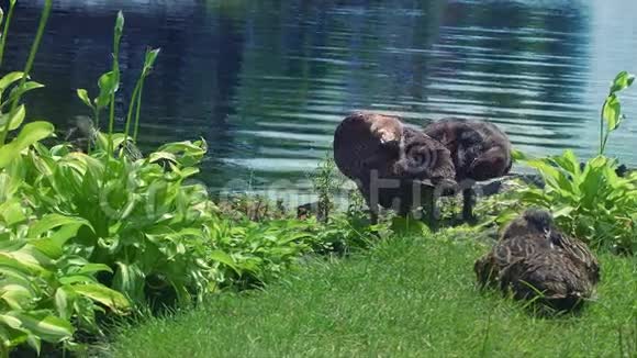 湖岸绿草如茵的鸭子野鸭坐在绿草地上视频的预览图