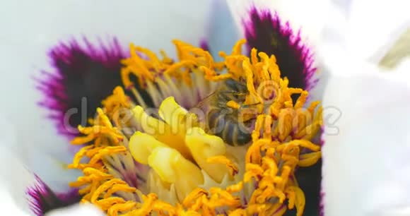 蜜蜂在芍药花上收集花粉关门视频的预览图