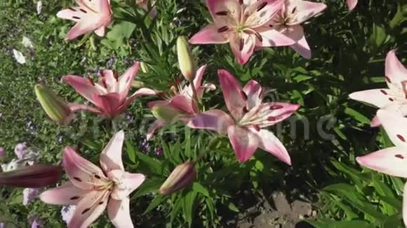 美丽的花园百合花生长在花园的股票录像视频的预览图