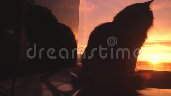 美丽的缅因州浣熊猫坐在窗户上缓慢地观看日落时的阳光4k3840x2160视频的预览图