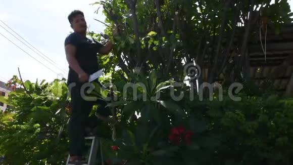 泰国男子在泰国Nonthaburi的家门口的花园里园艺和剪枝视频的预览图