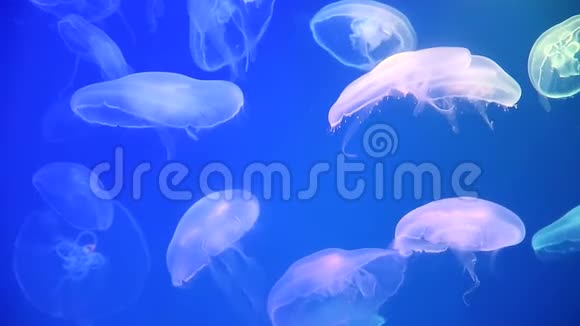 背光水族馆里的水母海的居民活的生物水母运动视频的预览图