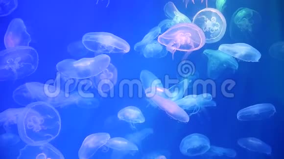 背光水族馆里的水母海的居民活的生物水母运动视频的预览图
