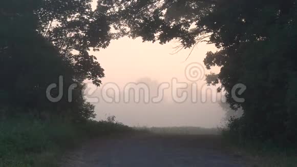 树的拱形窗户黎明时分的雾视频的预览图