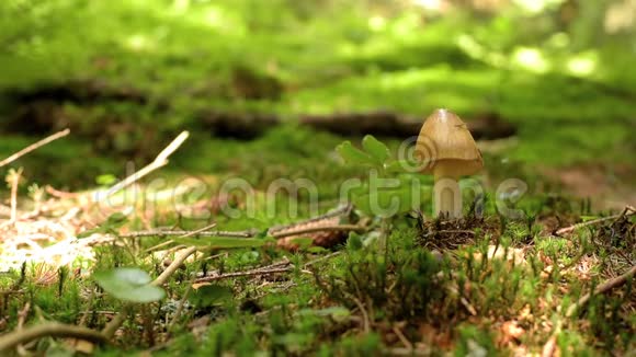 蘑菇从苔藓中生长视频的预览图