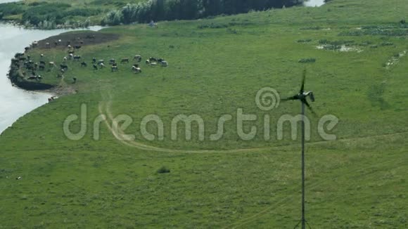 在河边的绿色草甸上放牛奶牛在牧场上放牧家畜视频的预览图