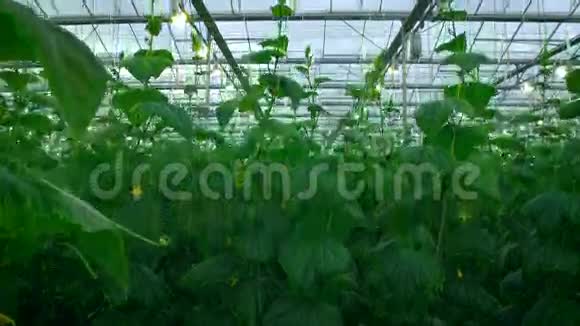 现代温室生长的绿色作物视频的预览图