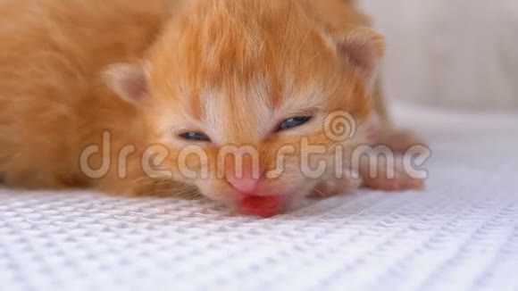 小毛茸茸的红色小猫两周大躺在白色的地毯上视频的预览图