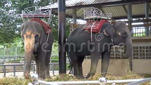 动物园里的大象用链子拴在脚上泰国亚洲视频的预览图