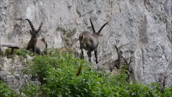 阿尔卑斯山陡峭岩石上的摩羯座视频的预览图