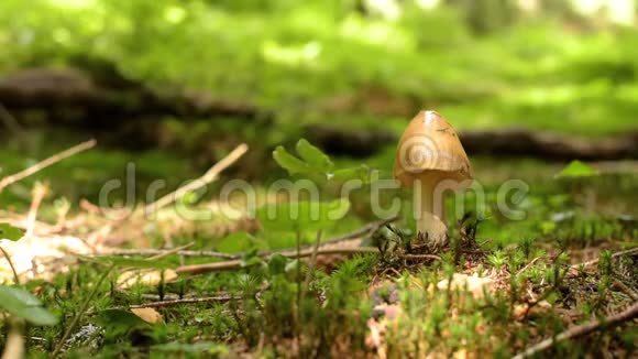 蘑菇从苔藓中生长视频的预览图