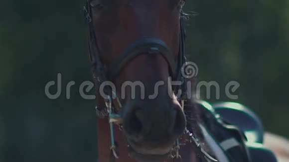 呼吸着黑马马的鼻孔穿着马具的马视频的预览图