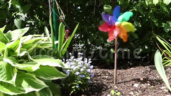 五彩缤纷的风轮在花园里夏天视频的预览图