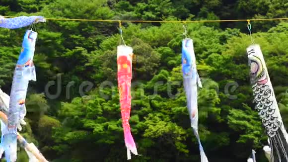 传统的日本鲤鱼在春风中流光溢彩视频的预览图