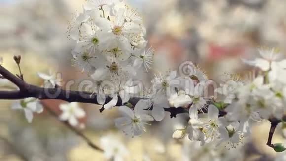 樱花和树枝在树上的全景花朵的特写视频的预览图