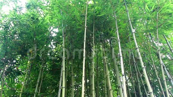 林中的竹林树干视频的预览图