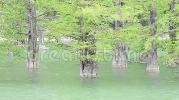 柏树沼泽的树干从水中生长出来视频的预览图