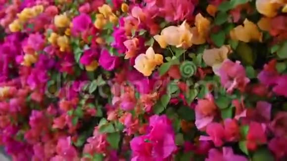 色彩斑斓的克塔斯花植在荒野花园风吹拂高清视频的预览图