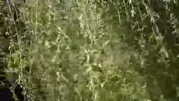 合上柳树视频的预览图