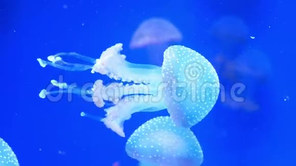 水母水族馆的自然视频的预览图