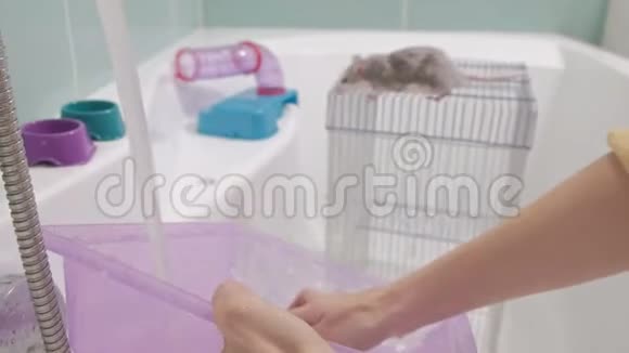 一个年轻的女人照顾一只宠物用水在水龙头下面洗一个平底锅并清洁浴室里的笼子一只啮齿动物视频的预览图