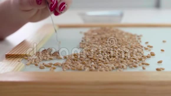 食品培养试验实验室实验室助理对转基因小麦种子进行检测慢动作视频的预览图