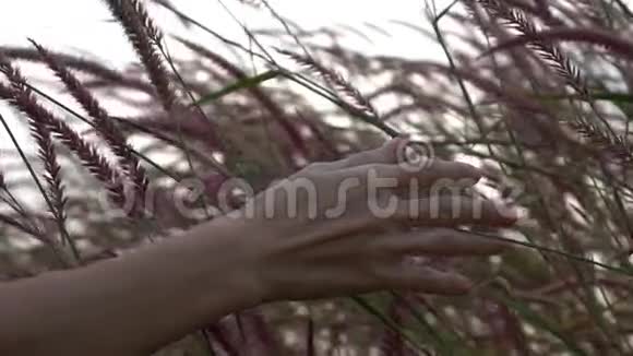 夏季草地上的草地上雌性手触摸草视频的预览图