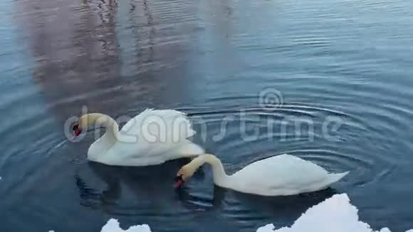 两只白色天鹅在白雪覆盖的河岸附近冬天湖里的天鹅夫妇视频的预览图